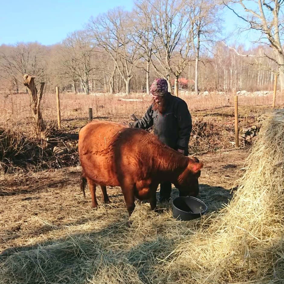 Linda med Svea, en av de två dexter som importerades från Danmark.